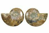 Cut & Polished, Agatized Ammonite Fossil - Madagascar #344152-1